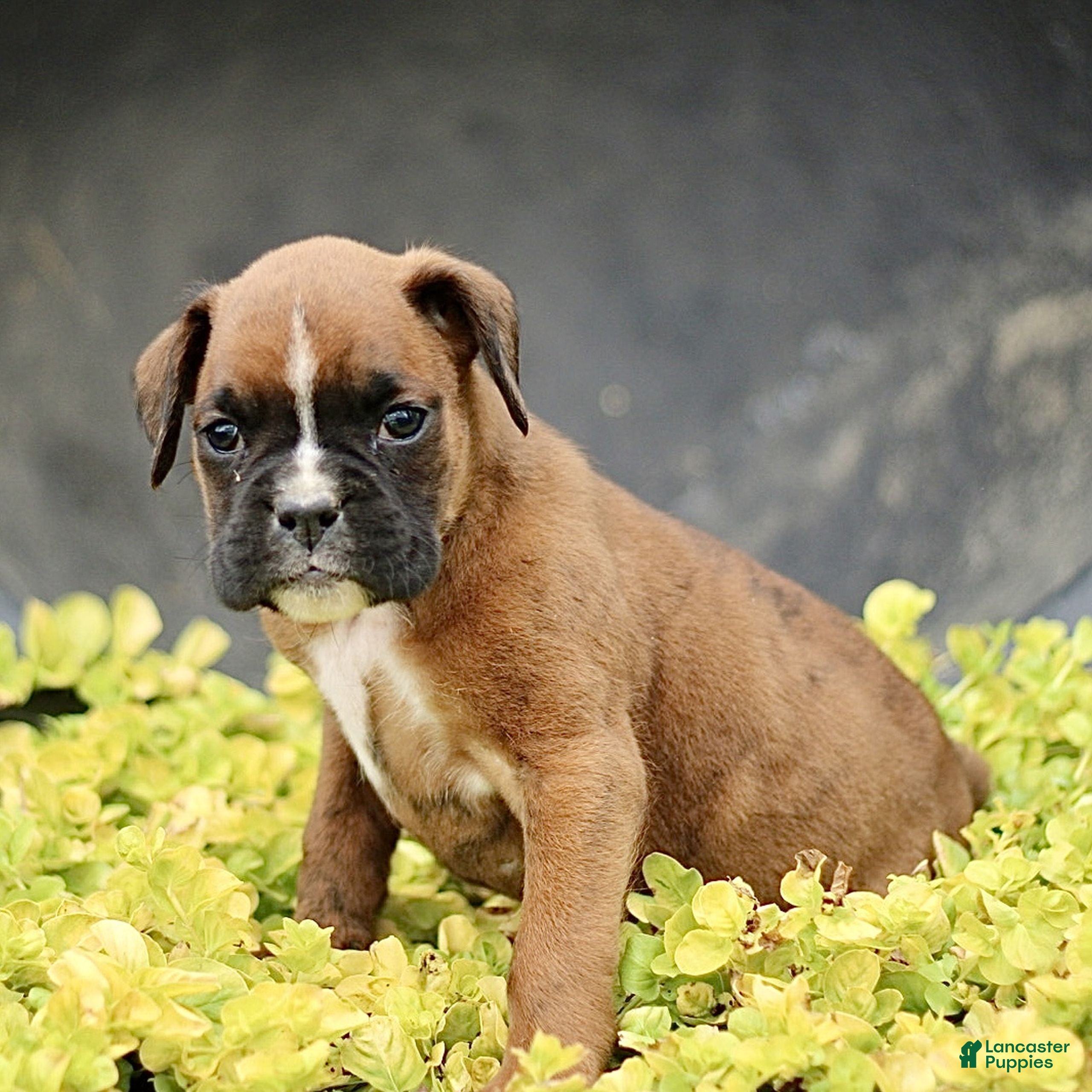 Boxer dogs Tilly  - Ad 2