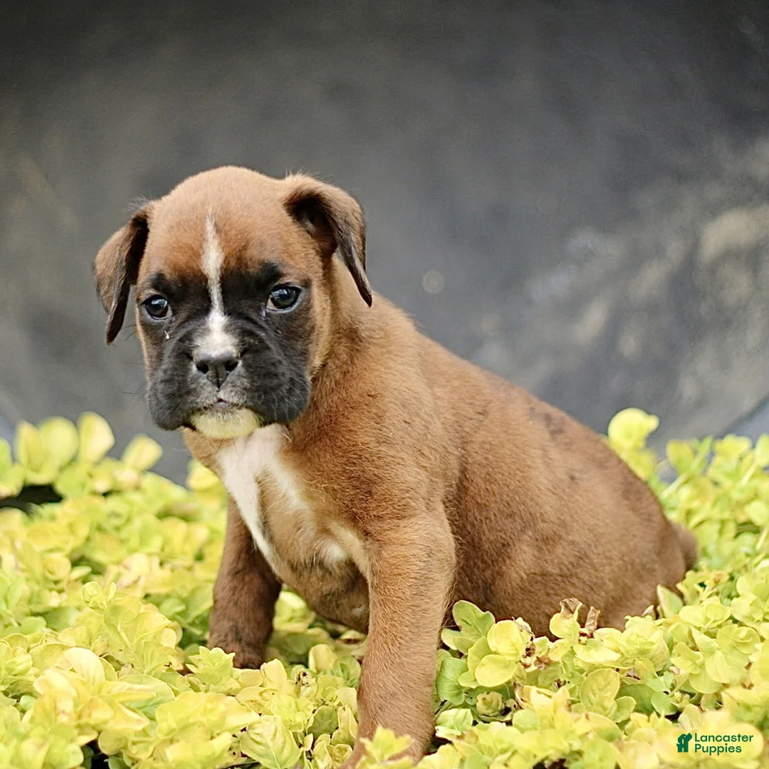 Boxer dogs for sale: Tilly  - Ad 2