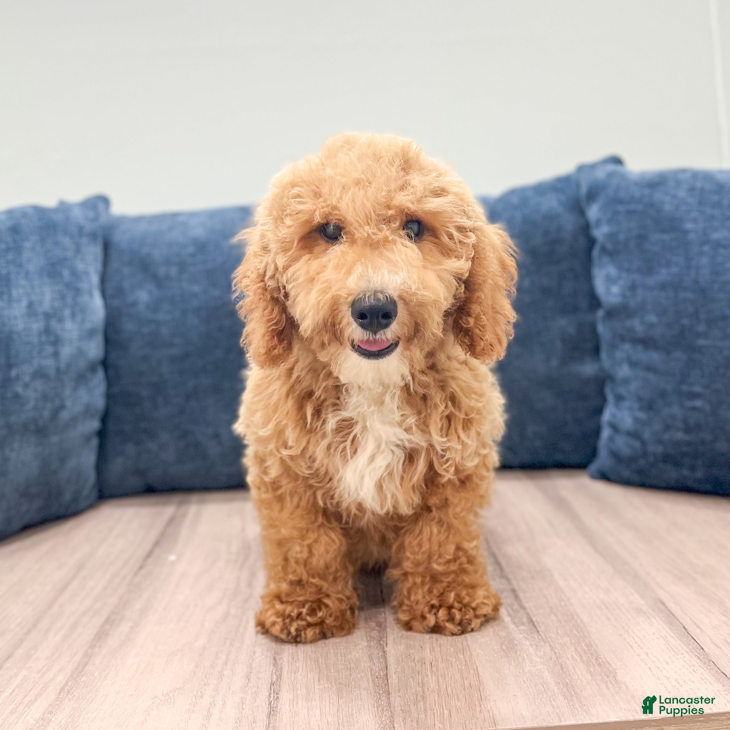 Miniature Labradoodle dogs Klark - Ad 2
