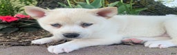 Alaskan Klee Kai dogs for sale: Handsome Boy Liam - Ad 9