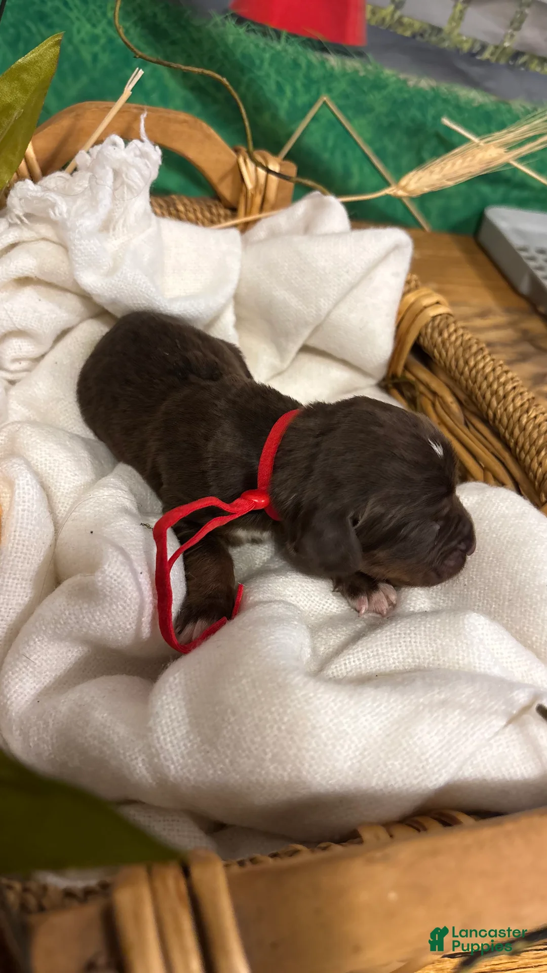 Bloodhound dogs for sale: Red collar female  - Ad 2