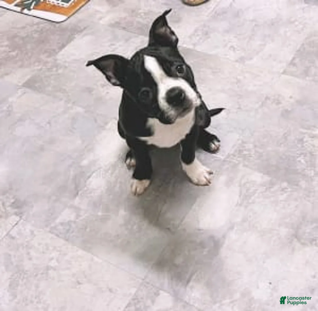 Gallery Image {{count}}