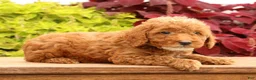 Miniature Poodle dogs for sale: Tommy - Ad 4