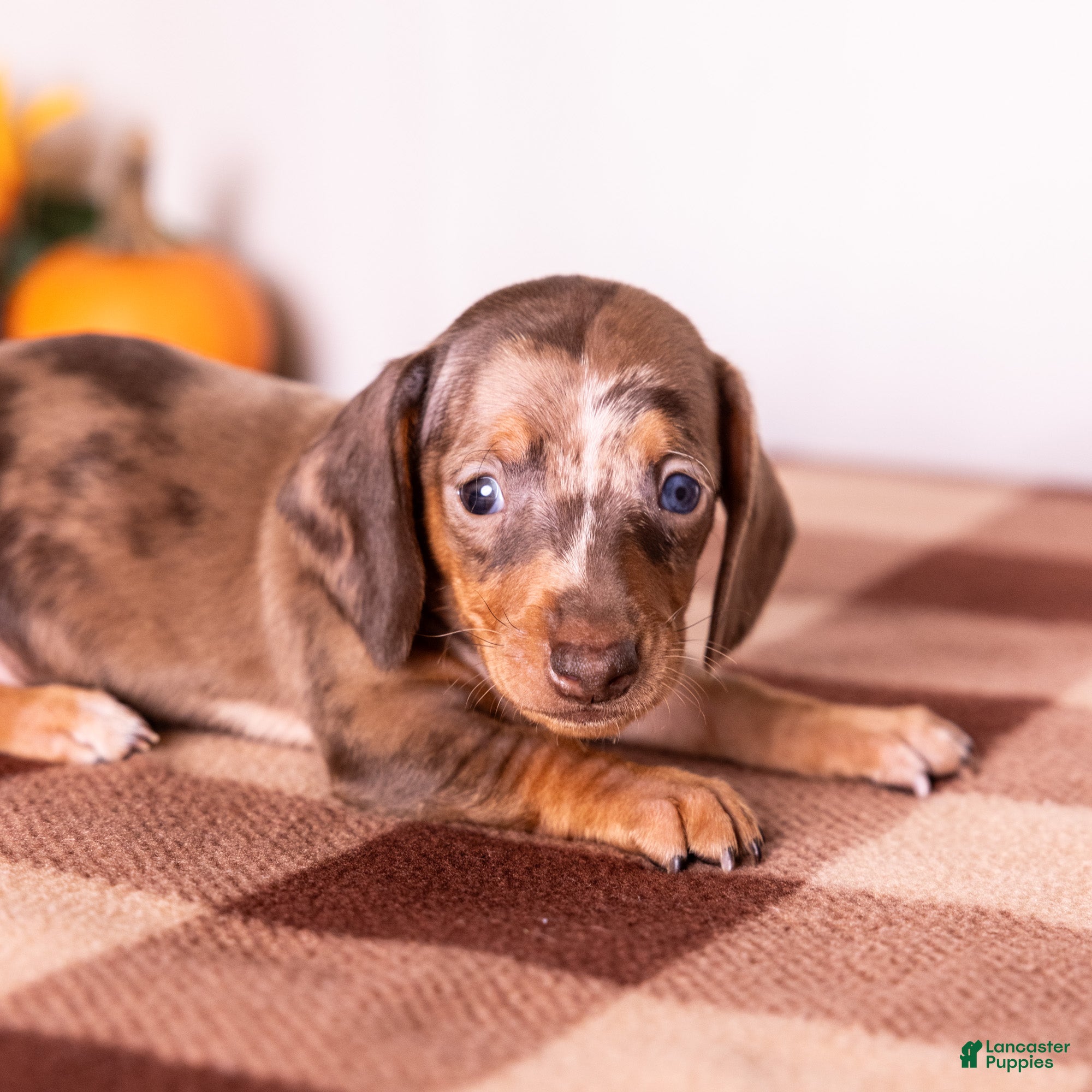 Miniature Dachshund dogs Clara - Ad 2