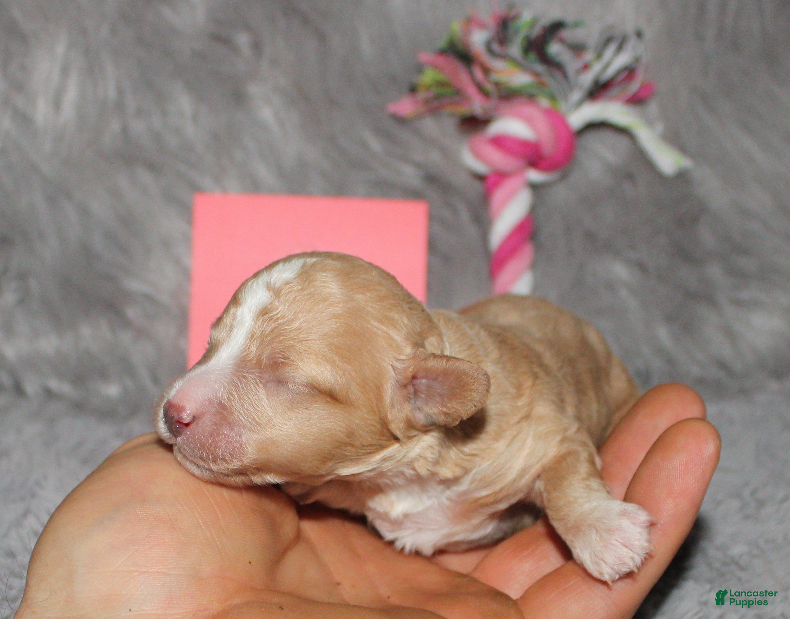 Havapoo dogs Zoey 🌷 - Ad 2