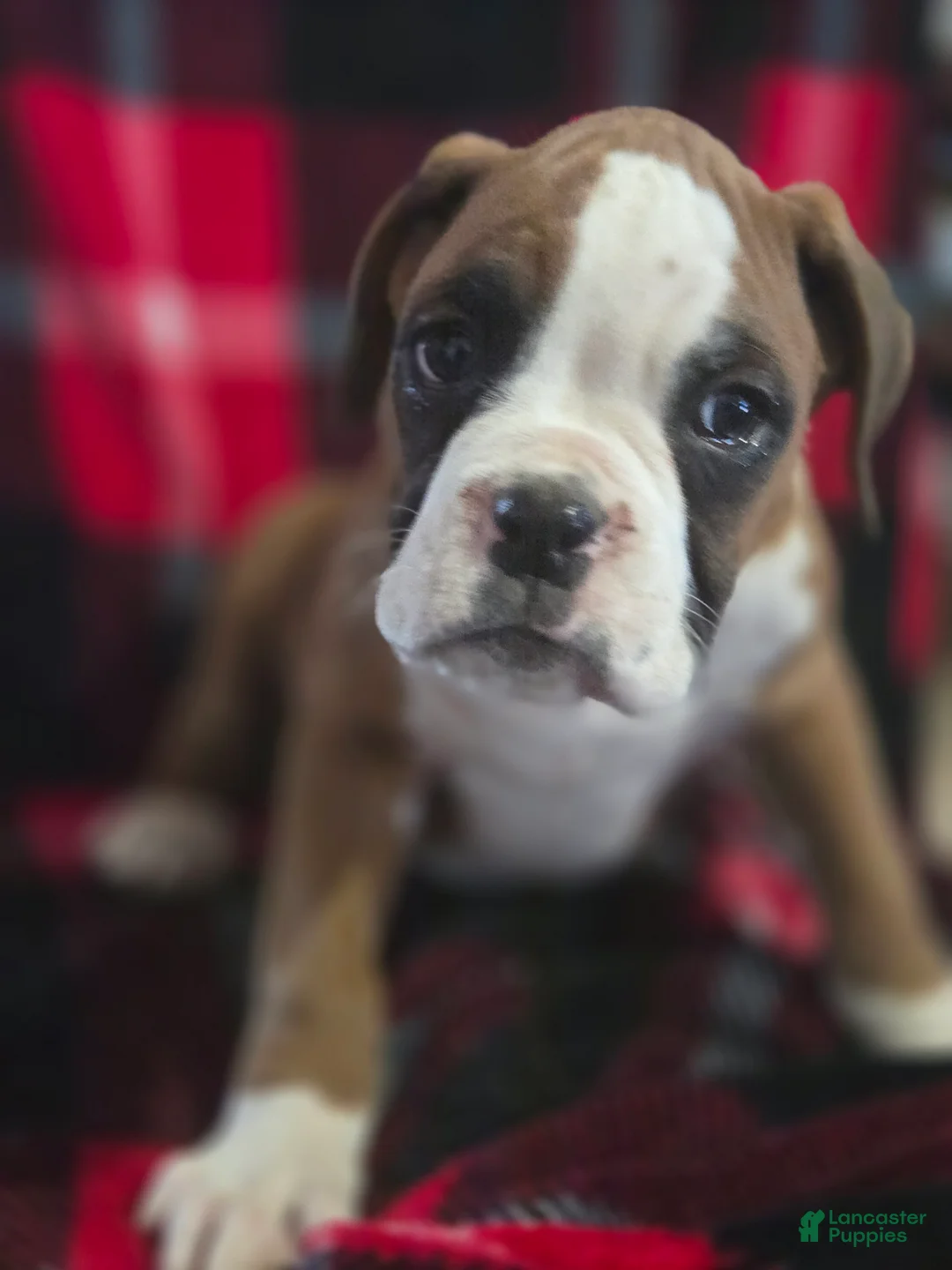 Boxer dogs for sale: Buddy - Ad 1