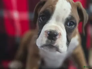 Boxer dogs Buddy - Ad 7