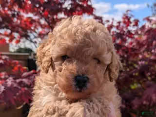 Toy Poodle dogs Sally - Ad 20