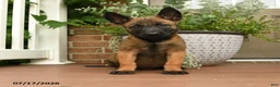 Belgian Malinois dogs for sale: Raya - Ad 1