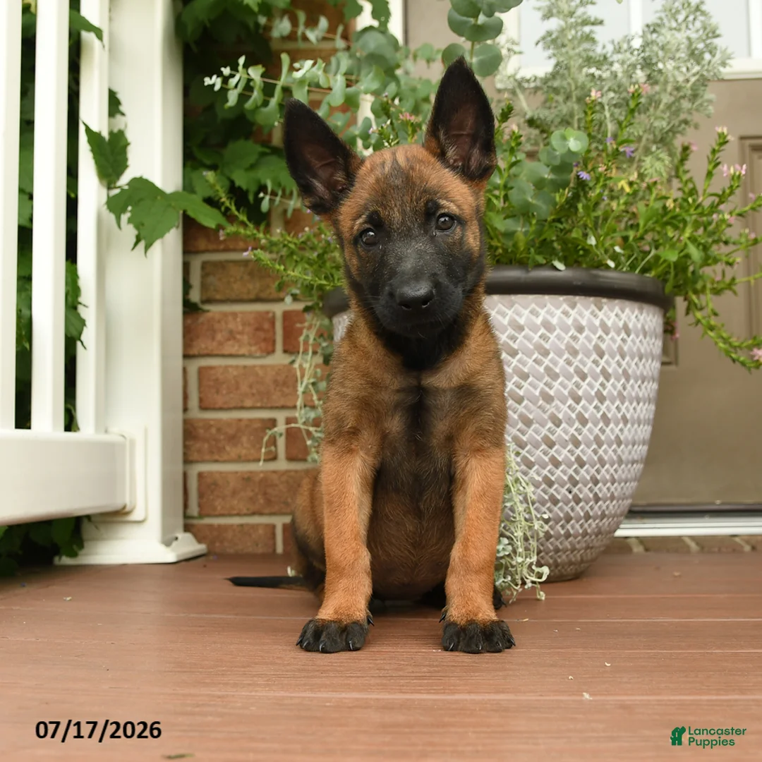 Belgian Malinois dogs for sale: Raya - Ad 1