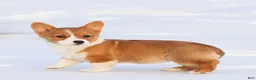 Welsh Corgi Pembroke dogs for sale: Karina Welsh Corgi Pembroke - Ad 7