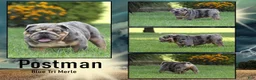 English Bulldog dogs for sale: Bluey - Ad 3