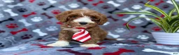 Cavapoo dogs for sale: Topher - Ad 9