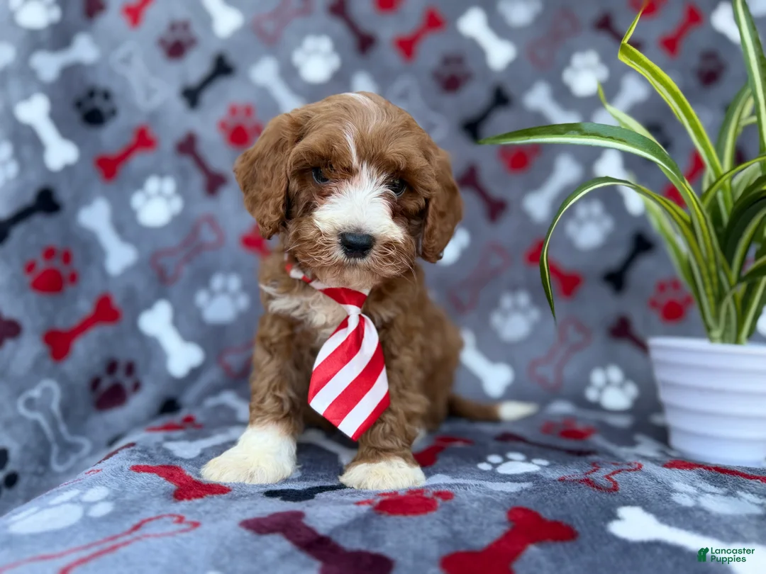 Cavapoo dogs for sale: Topher - Ad 9