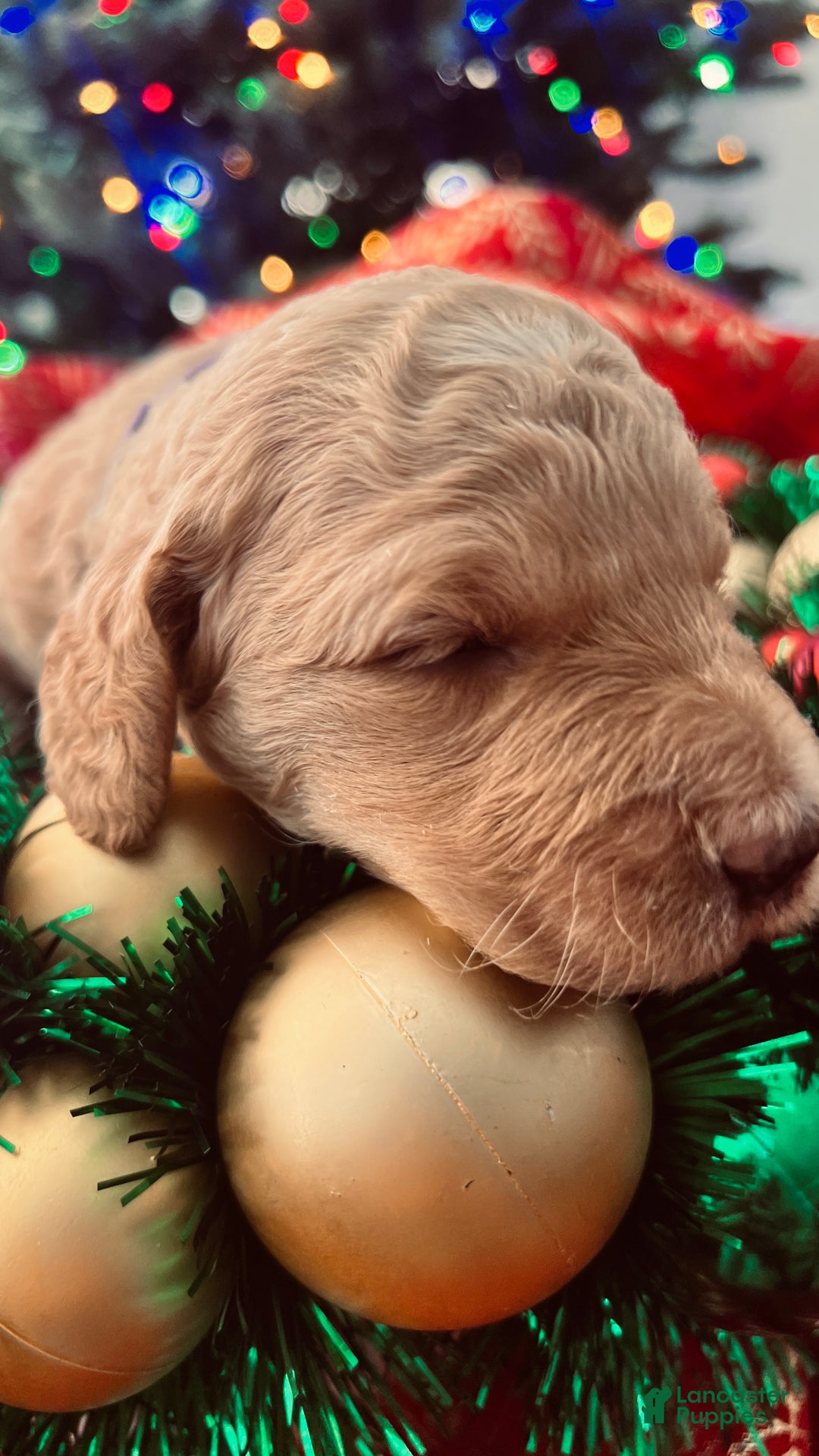 Goldendoodle dogs for sale: Faith - (smaller) Medium - Ad 5