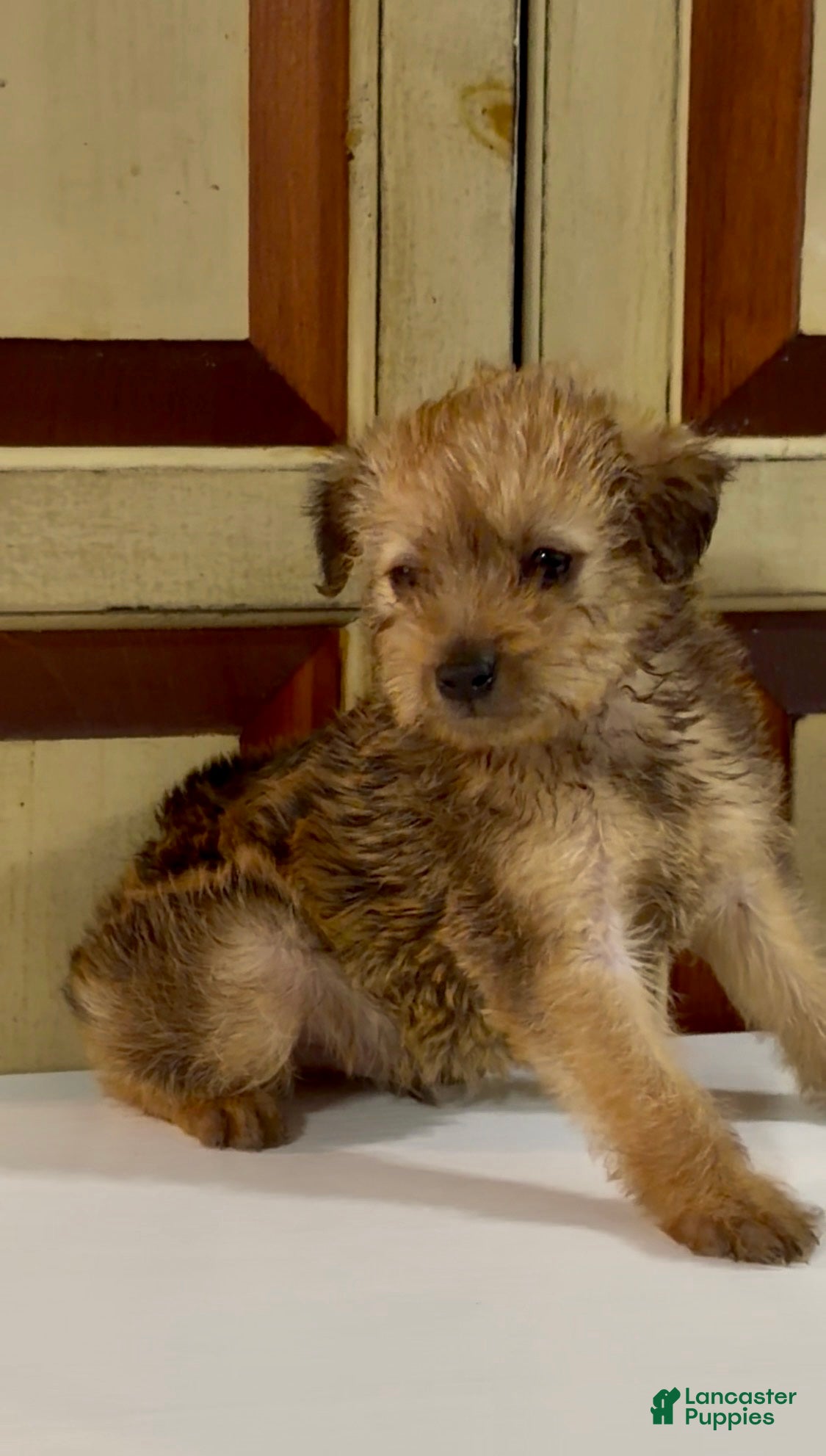 Mixed Breed dogs Mixed Breed 1 - Ad 1
