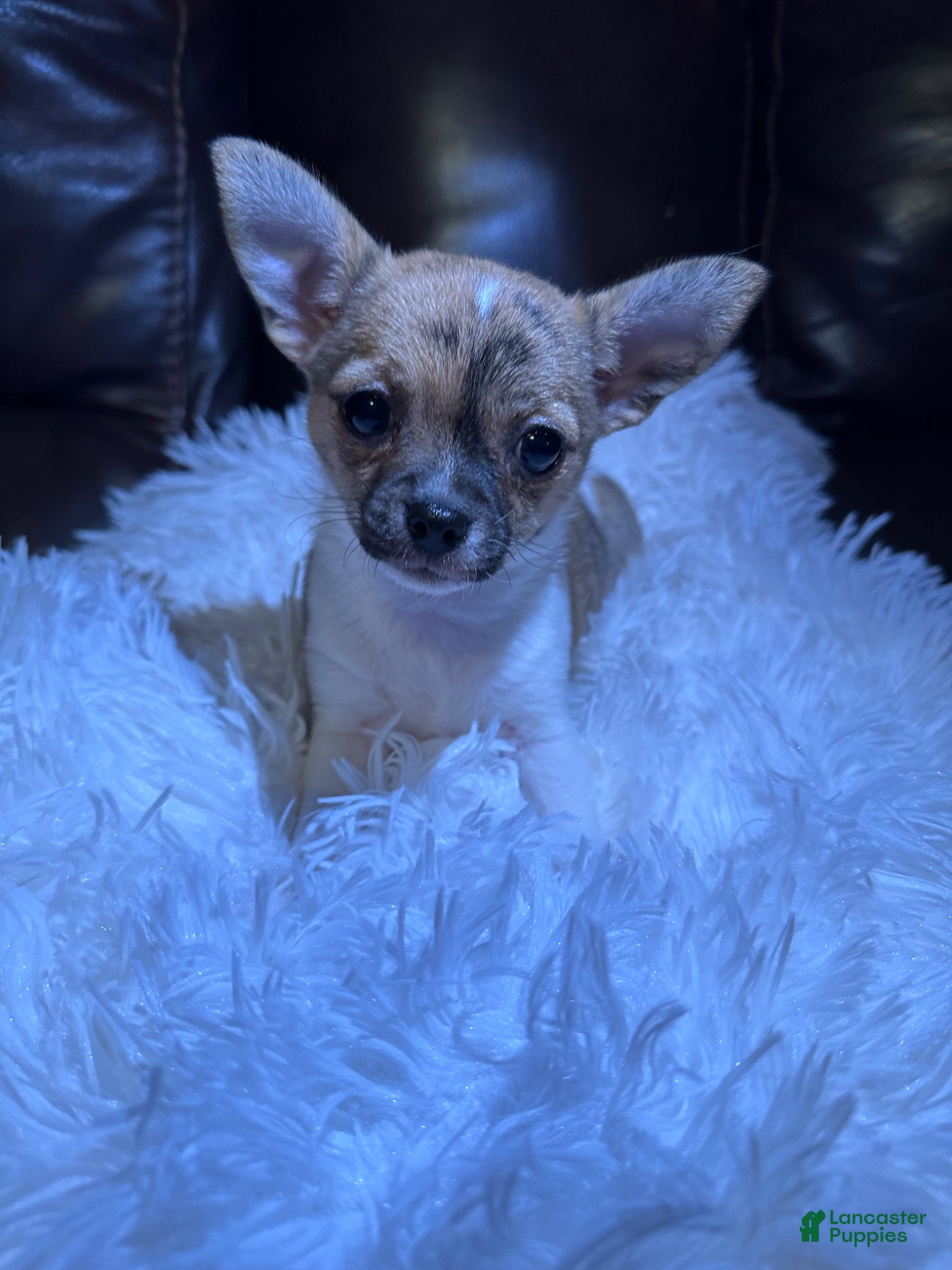 Chihuahua dogs Chihuahua Puppy 1 - Ad 2