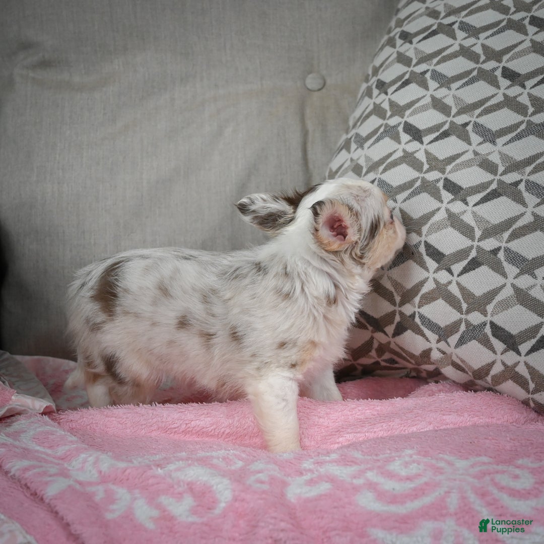 Chihuahua dogs for sale: Winnie - Ad 12