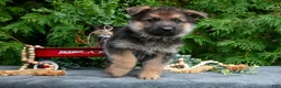German Shepherd dogs for sale: Vader - Ad 3