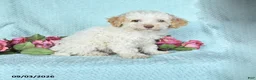 Miniature Poodle dogs for sale: Kody - Ad 1