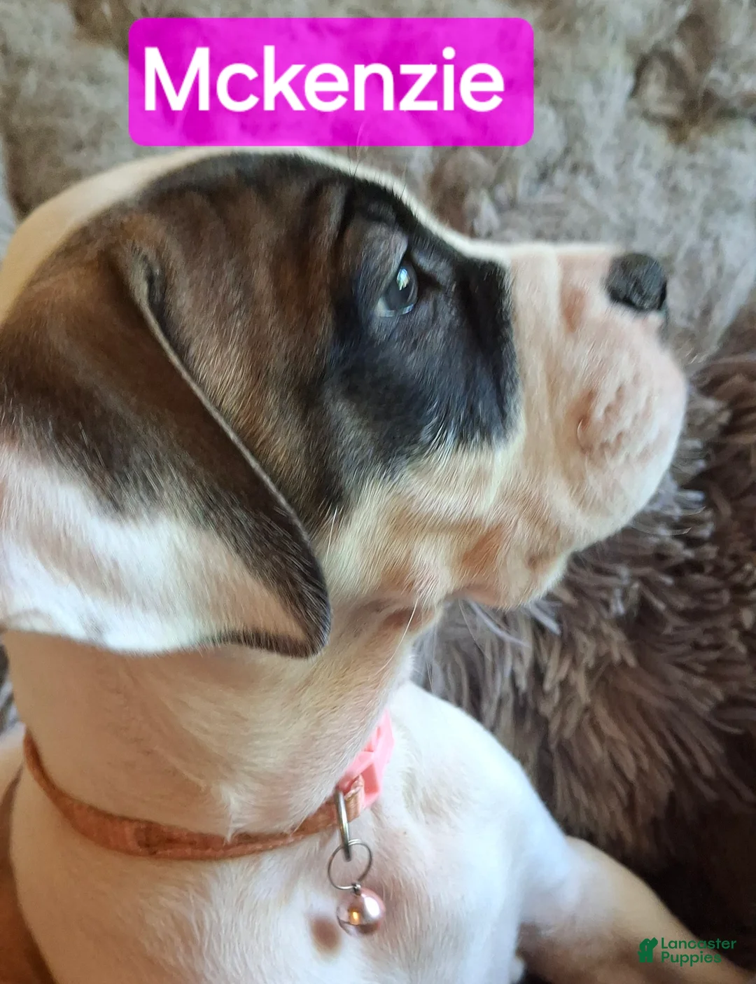 American Bulldog dogs for sale: Mckenzie  - Ad 1