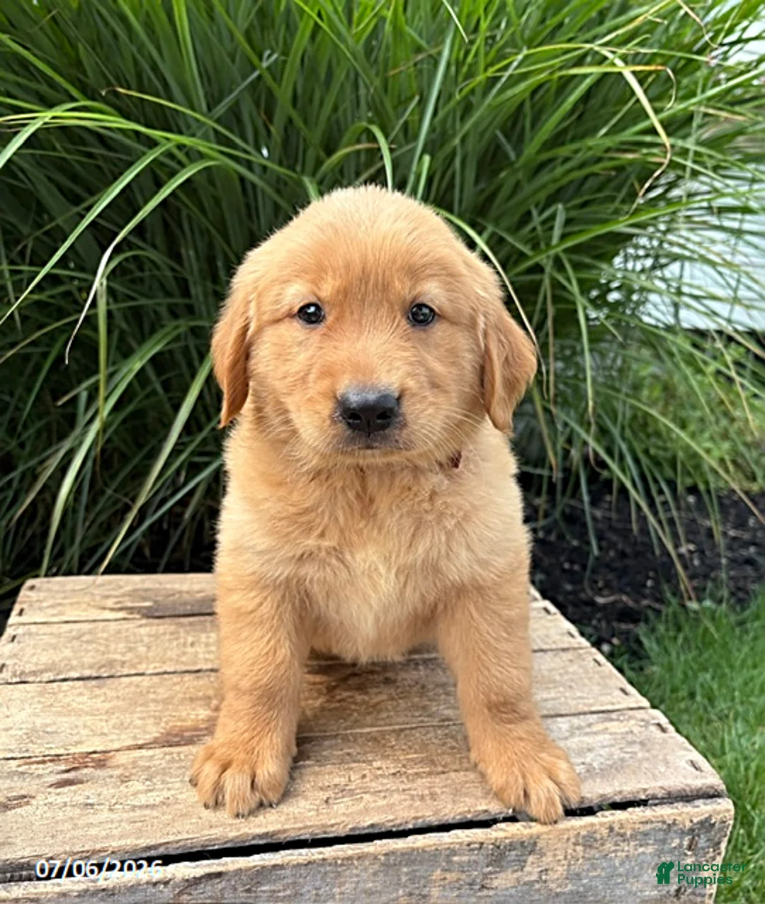 Golden Retriever dogs for sale: Sebastian - Ad 3