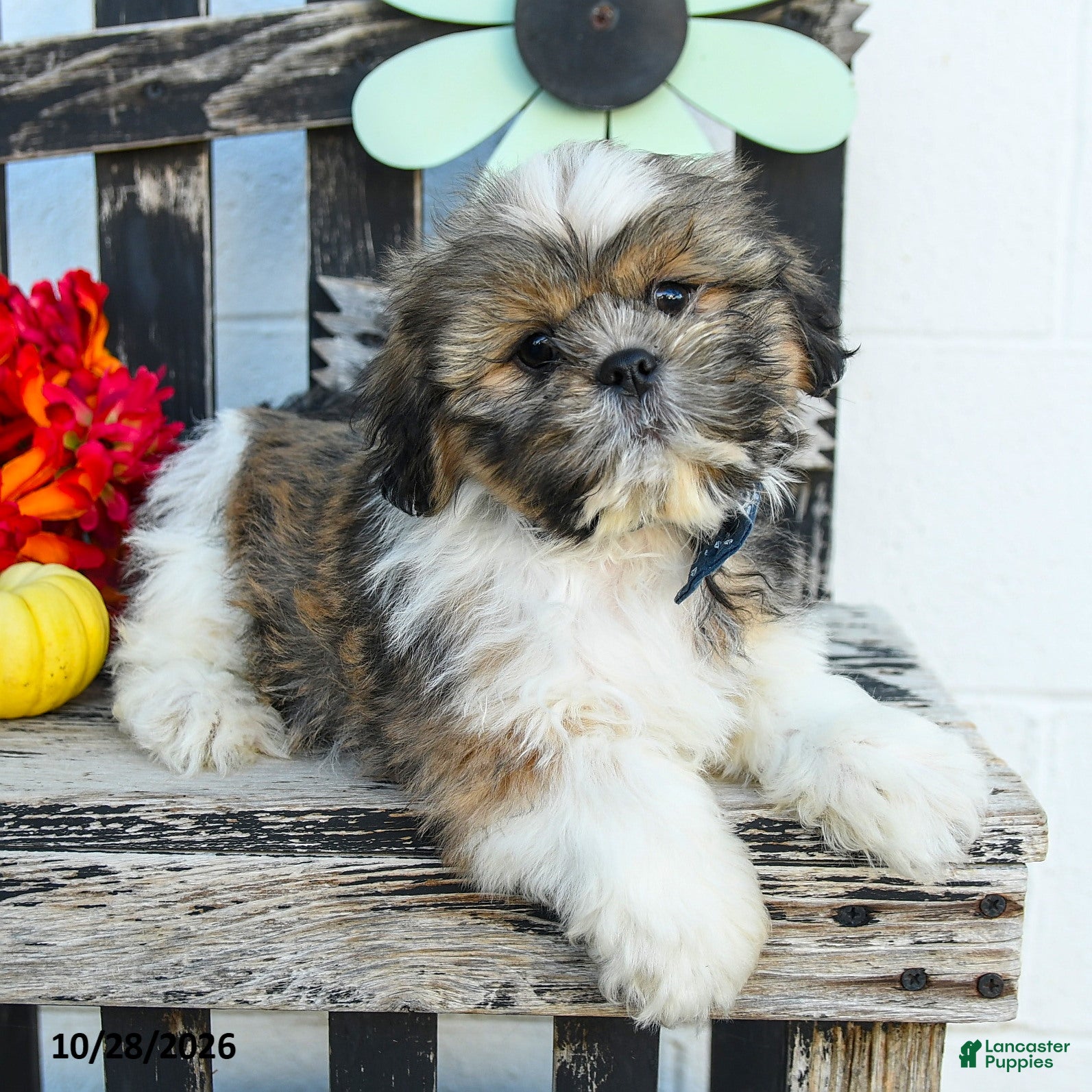 Shih Tzu dogs for sale: Mason - Ad 2