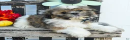 Shih Tzu dogs for sale: Mason - Ad 2