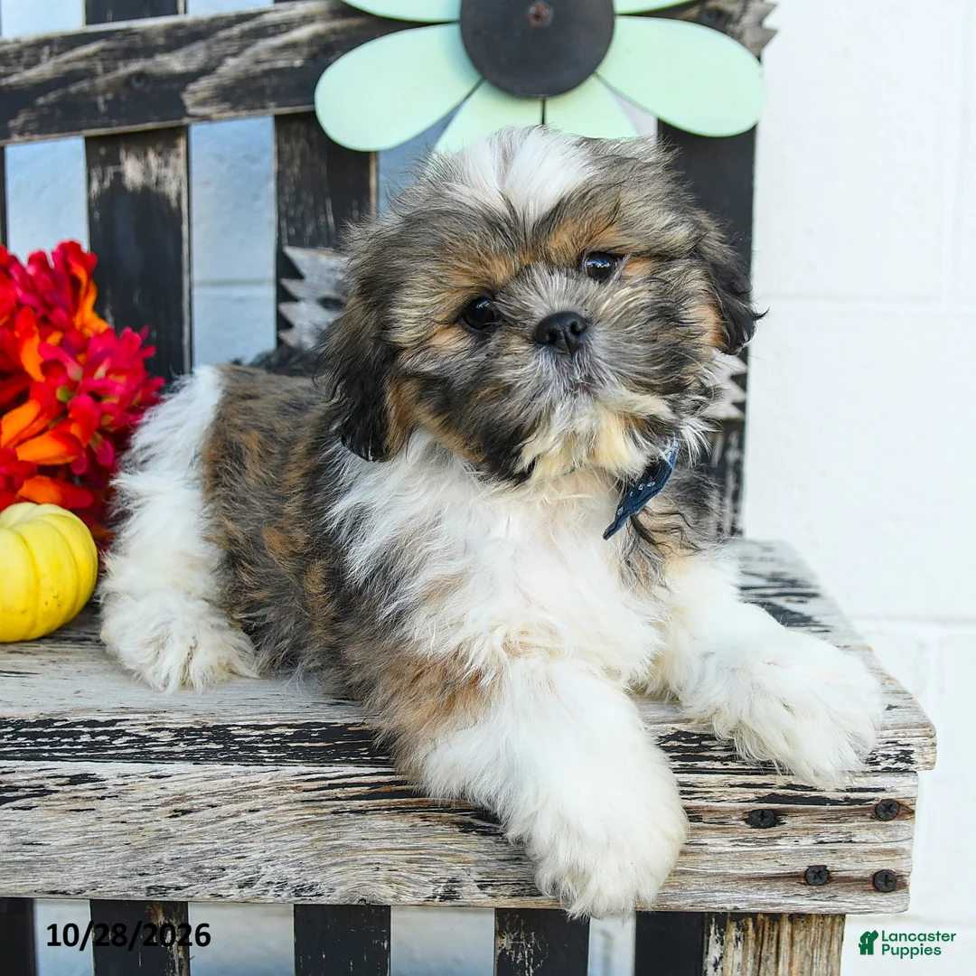 Shih Tzu dogs for sale: Mason - Ad 2