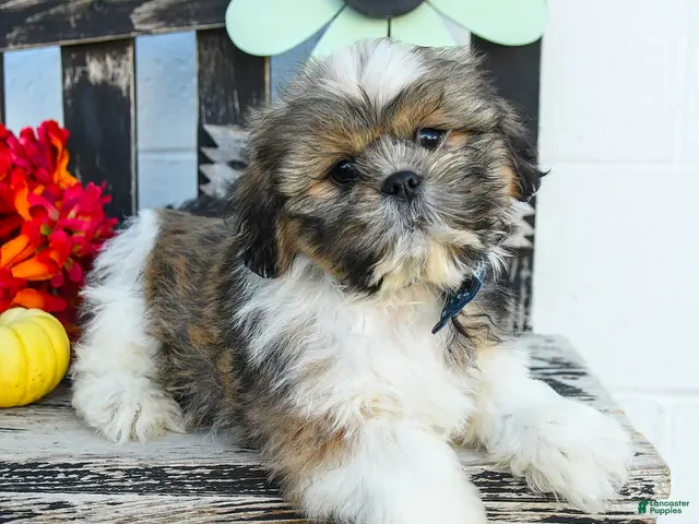 Shih Tzu dogs for sale: Mason - Ad 2