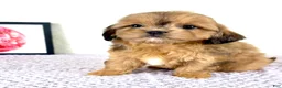 Shihpoo dogs for sale: Gretchen - Ad 24