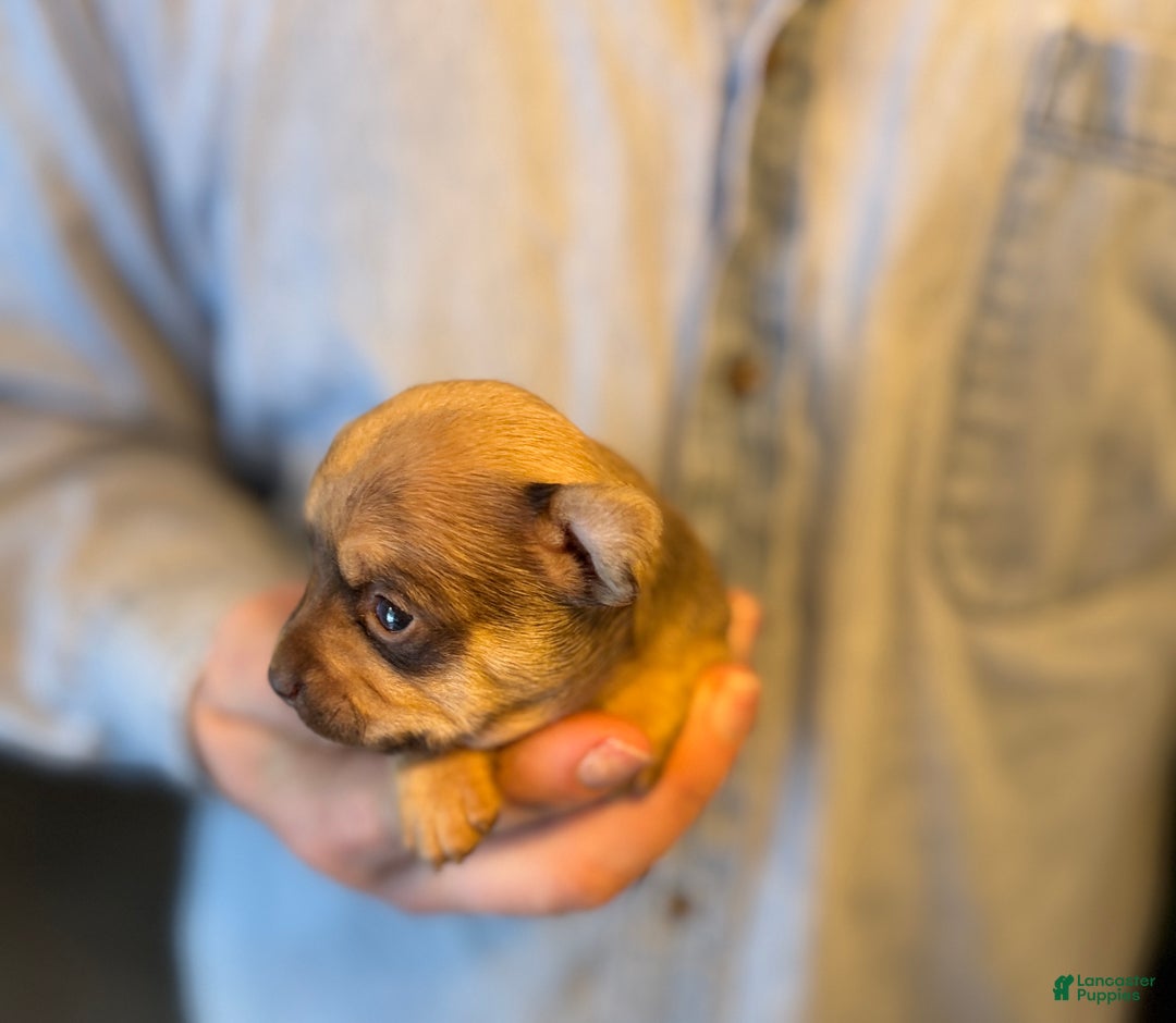 Chihuahua dogs for sale: Brandy  - Ad 6