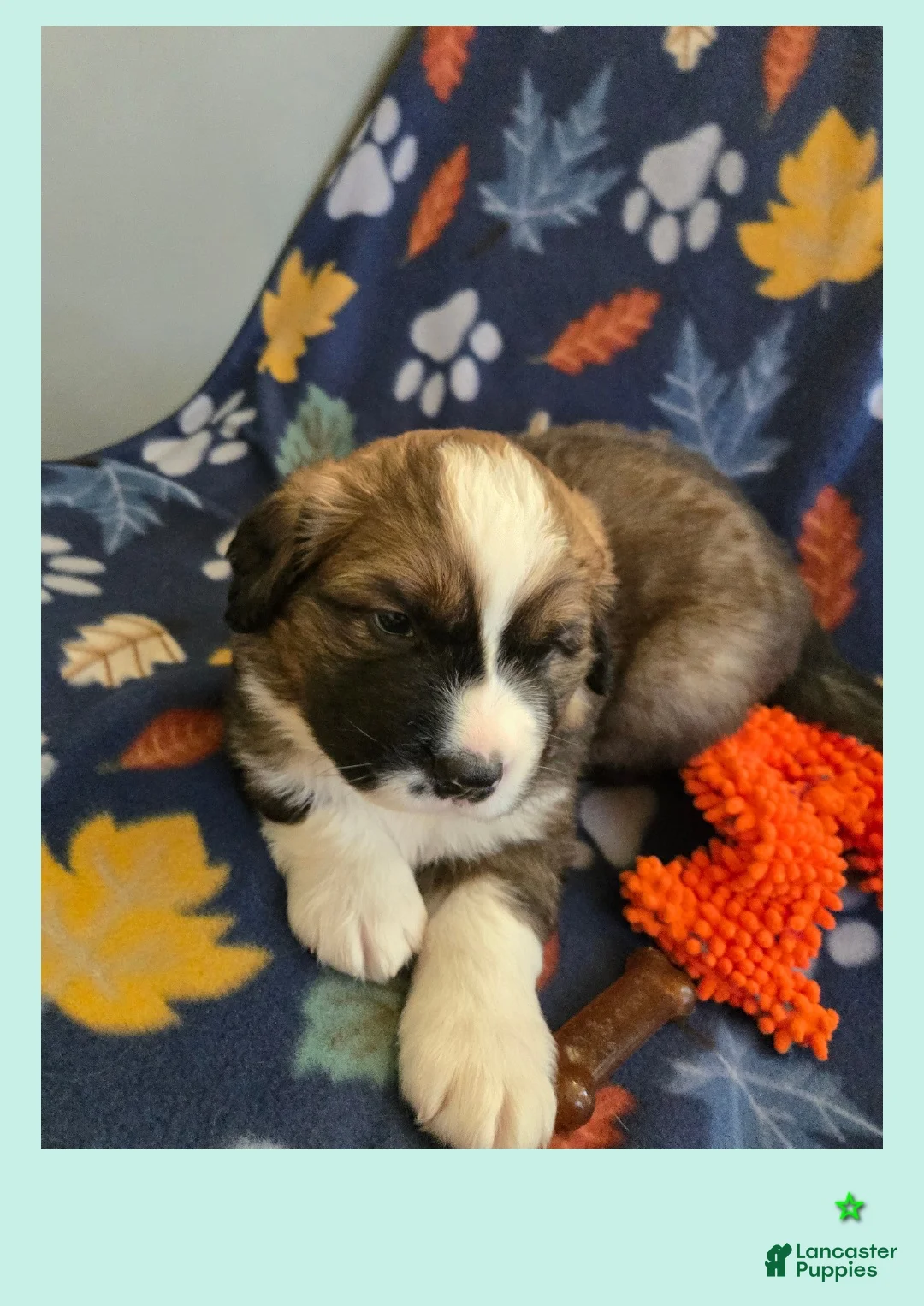 Mixed Breed dogs for sale: Zues - Ad 10