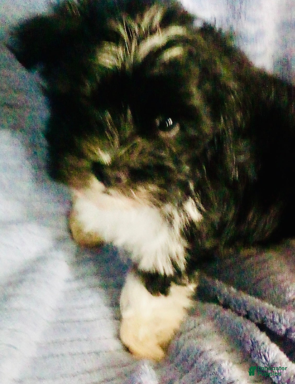 Havanese dogs Oreo - Ad 28