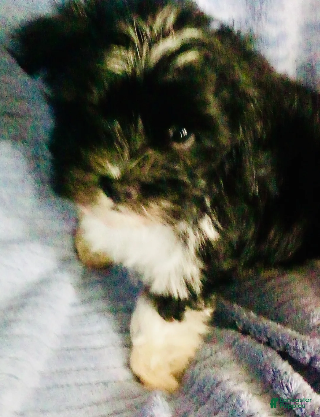 Havanese dogs for sale: Oreo - Ad 1