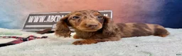 Miniature Dachshund dogs for sale: Chocolate dapple Russian Akc  - Ad 6