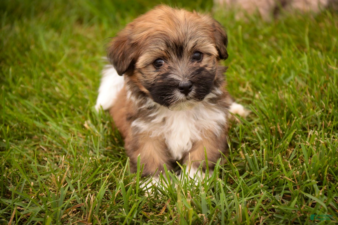 Havanese