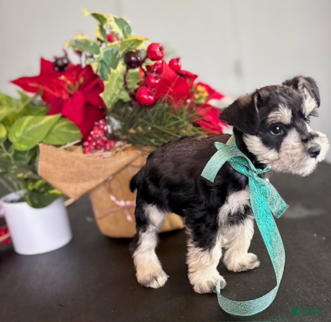 Miniature Schnauzer dogs for sale: Sparky - Ad 3