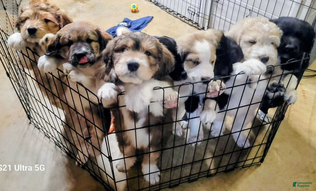 Mixed Breed dogs for sale: M5 - Male Great Bernadoodle Puppy - Ad 3