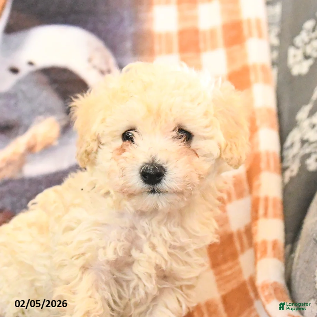 Toy Poodle dogs for sale: Annie - Ad 2
