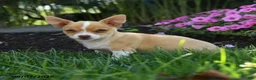 Chihuahua dogs for sale: Novak - Ad 5