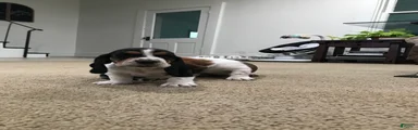 Buddy-Male