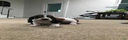 Basset Hound dogs for sale: Buddy-Male - Ad 1