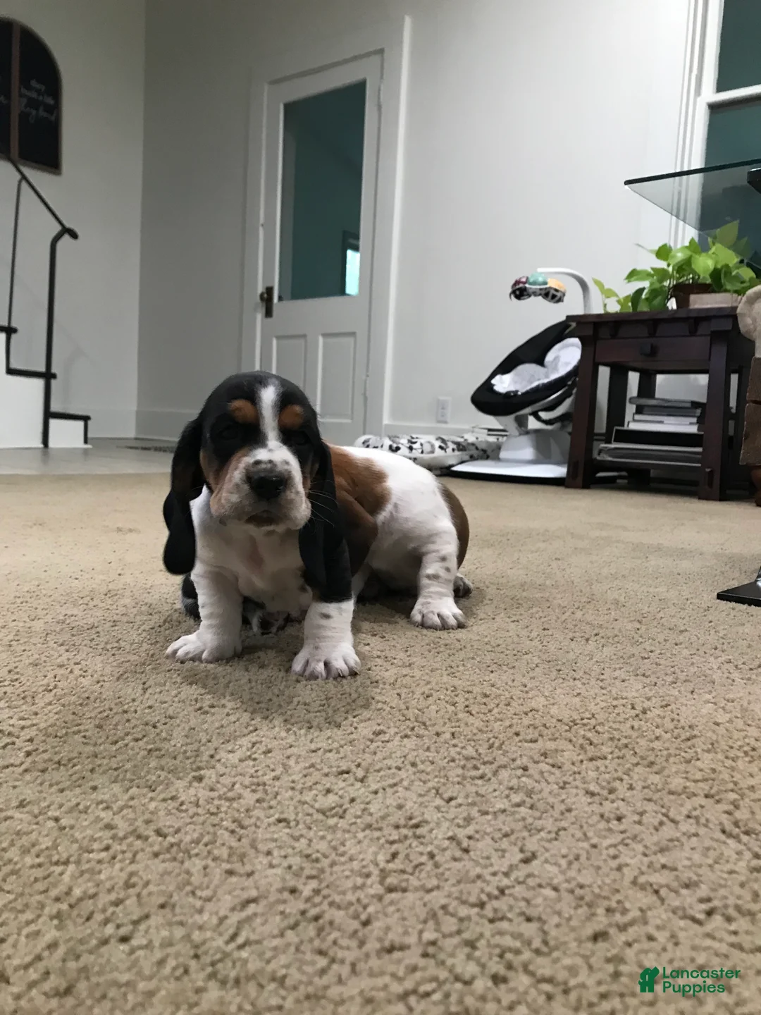 Basset Hound dogs for sale: Buddy-Male - Ad 1