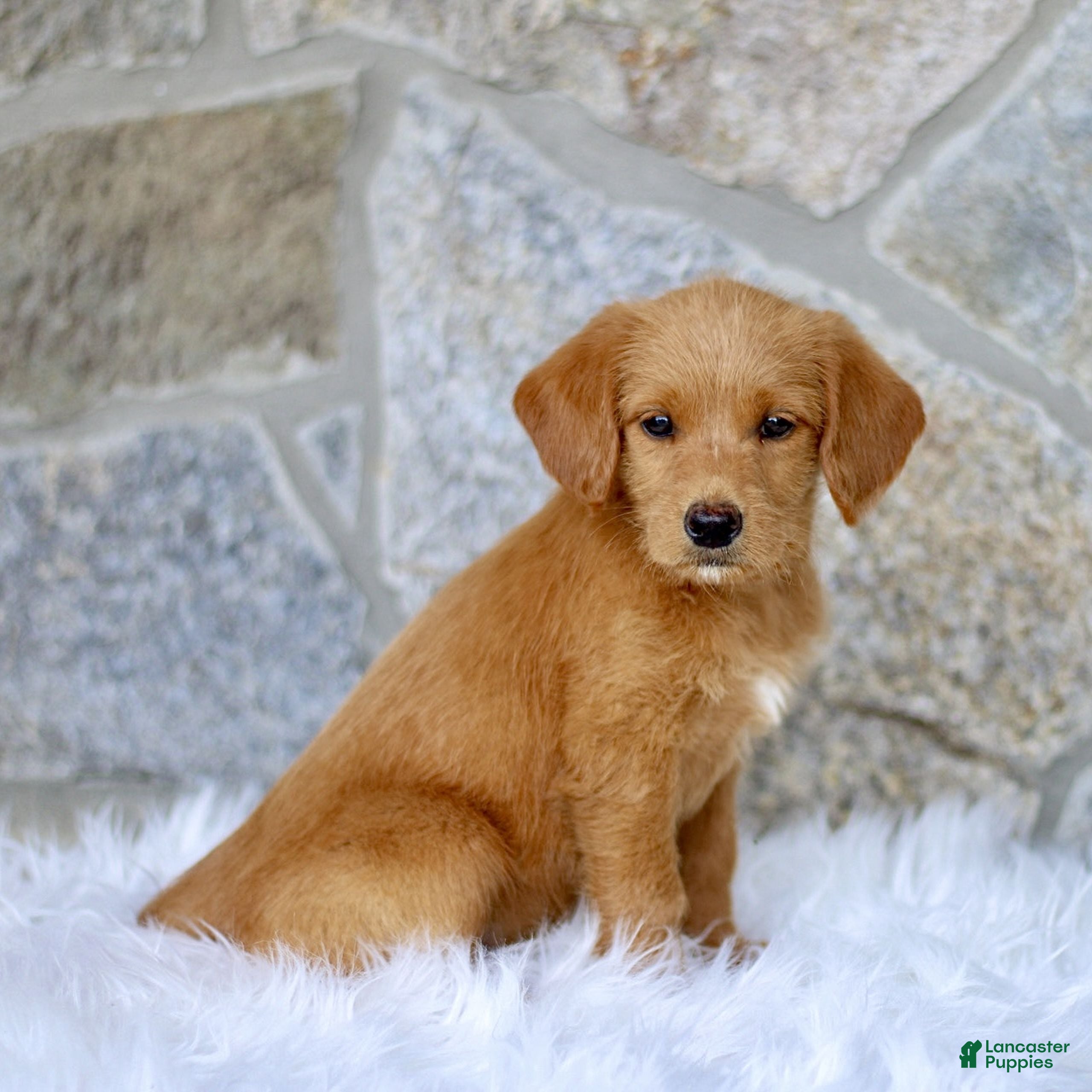 Labradoodle dogs Carla  - Ad 2