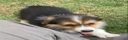 Australian Shepherd dogs for sale:  Darby - Ad 8