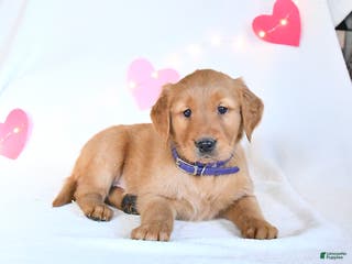 Golden Retriever dogs Marshmallow - Ad 34