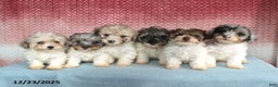 Miniature Poodle dogs for sale: Murphy - Ad 2