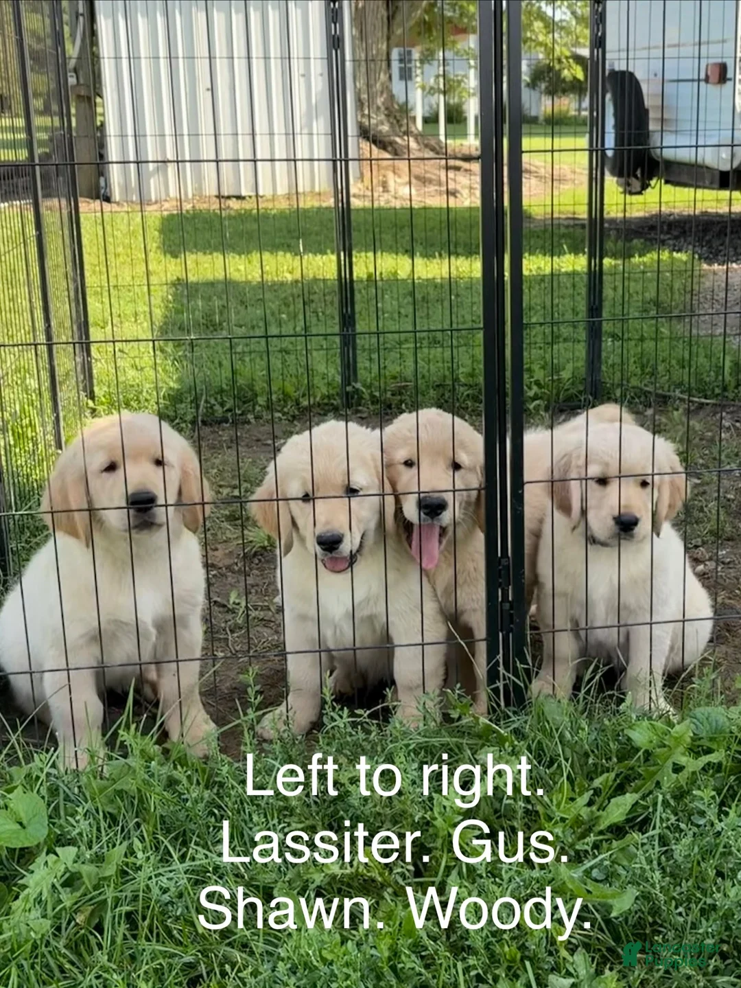 Golden Retriever dogs for sale: Shawn - Ad 7