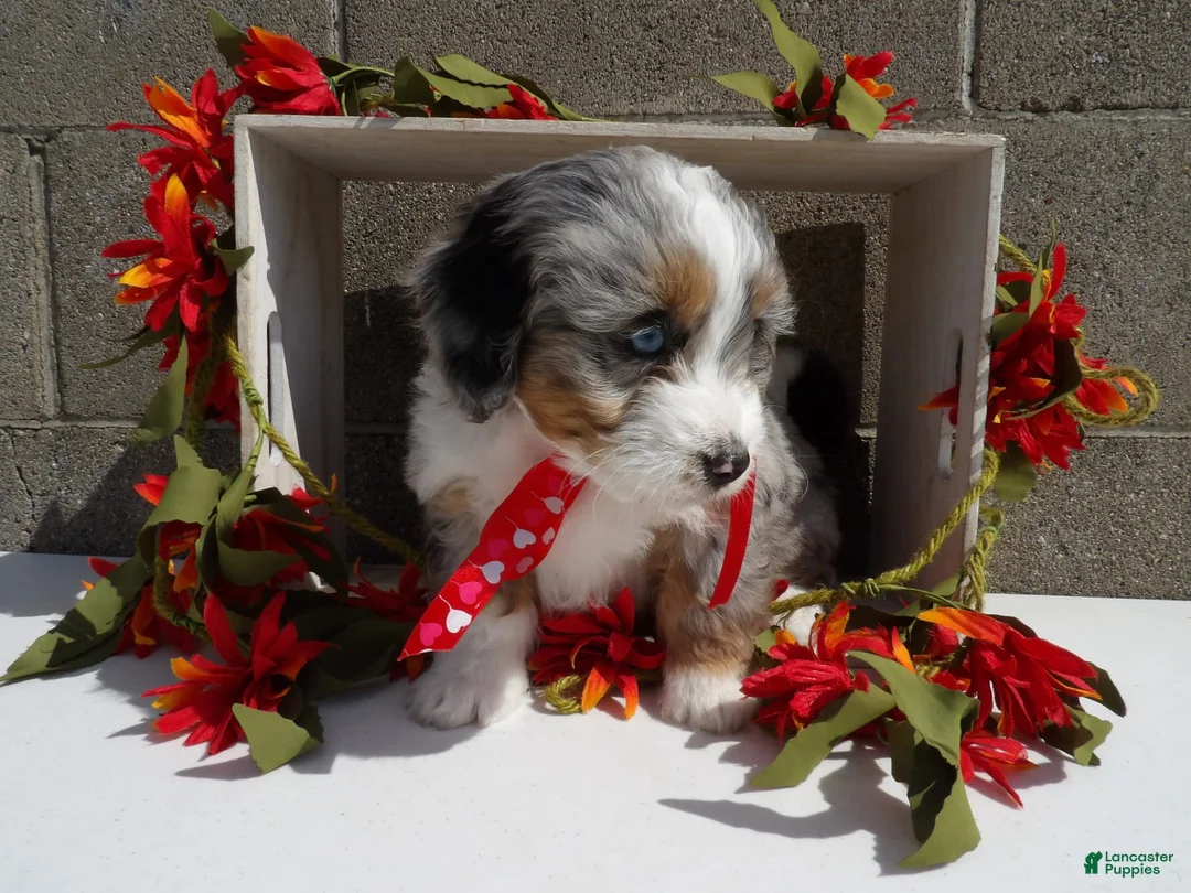 Gallery Image {{count}}